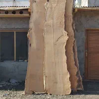 چوب چنار خشک