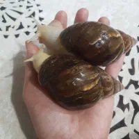 حلزون
