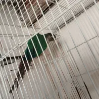 گرینچیک تراکویس