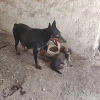 سگ دوبرمن