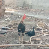 خروس لاری اصل
