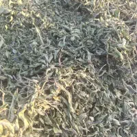 نعنا|گل و گیاه طبیعی|رستاق, |دیوار