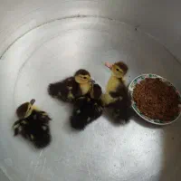 جوجه اردک اسرائیلی