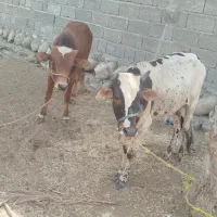 گاو نر|حیوانات مزرعه|بندرعباس, |دیوار