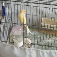 قناری نر پرتقالی