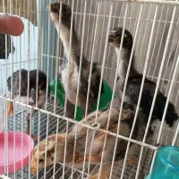 جوجه لاری یک ماه درشت ذات دار