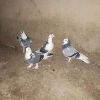 دو جفت کور کوری