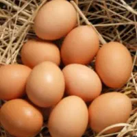 تخم مرغ محلی تازه ودرشت