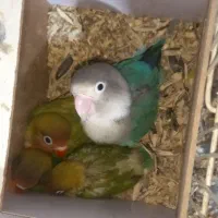 فروش کوتوله
