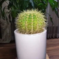 کاکتوس بشکه ای طلایی