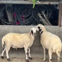 گوسفند نر برای فروش