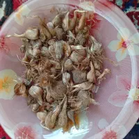 پیاز زعفران برای فروش
