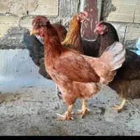 مرغ تخمگذار نژاد دار