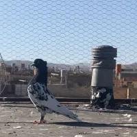 کبوتر کله سیاه