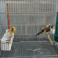 جفت سهره وقناری