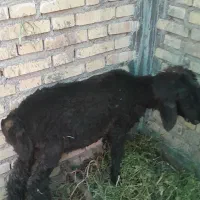 بره نر و ماده مست