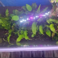 اکواریم پلنت شیشه خم