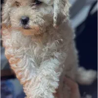 جفت نروماده سگ پودل گمشده