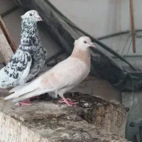 دم سفید ساده کاکلی