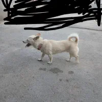 ماده‌ دونه پاک ریز جثه