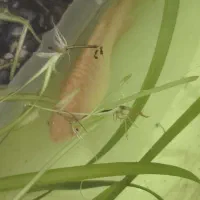 گوپی و گورامی