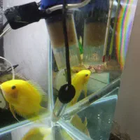 آکواریوم|ماهی|نوشهر, |دیوار