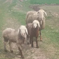 گوسفند مغانی