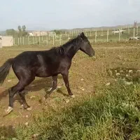 اسب بسیار زیبا