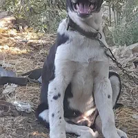 توله سگ افغان