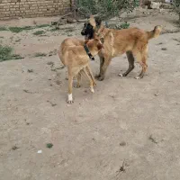 کوچوک|سگ|تایباد, |دیوار