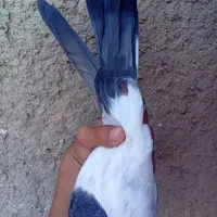 کبوتر