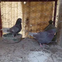کفتر پرشی به شرط