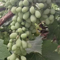 غوره بسیار ترش