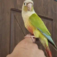 گرینچیک فول دستی سخنگو ۱۰ کلام