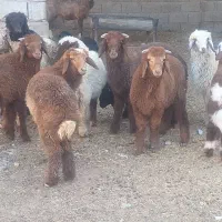 ۹ عدد بره شادگان