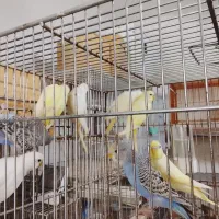 مرغ عشق|پرنده|برازجان, |دیوار