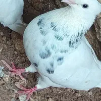 کبوتر