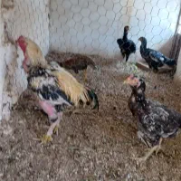 تخم مرغ لاری