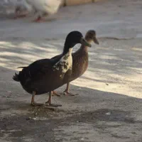 جوجه