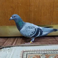 دوعددسبز پولکی مسافتی