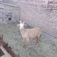 حیوانات مزرعه