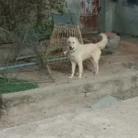 جهت کشش
