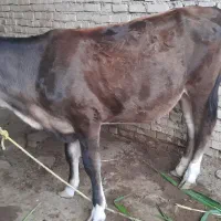 گاو