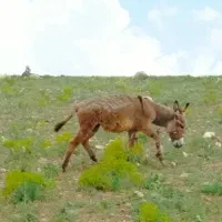 خر نر گوسفندی