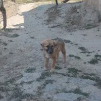 توله نر۳ماهه