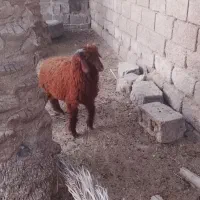 بره گوسفند نر