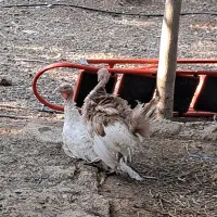بوقلمون ۳ ماهه