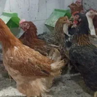 مرغ تخمگذار. ۹ ماه به ضمانت فقط ۳۸۰