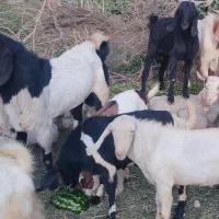 گوسفند