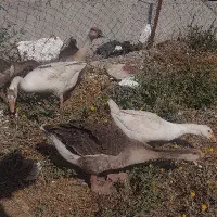 غاز ۴ ۵ ماهه